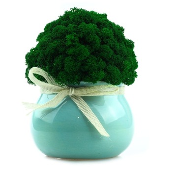 Мох в горшке МИКРОКЛИМАТ БОЧКИ