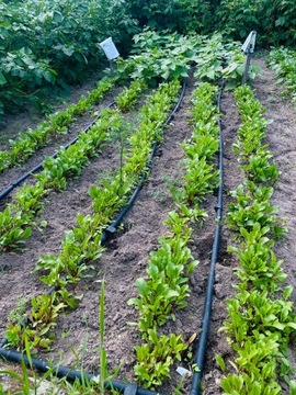 ЛИНИЯ КАПЕЛЬНОГО орошения 25М+ 24ЭЛ. КОМПЛЕКТ КАПЕЛЬНЫХ ШЛАНГОВ