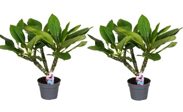 Plumeria Frangipani - Zestaw 2 sztuk - Plumeria Hawaii - ⌀17 cm - W55-70cm