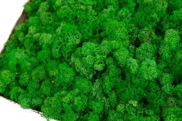 Мох Хроботек 500 Весенний зеленый 0,5кг