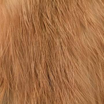 ZONKERY FD1203T LEMON YELLOW TIGER