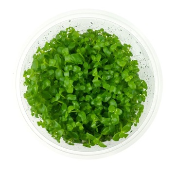 Bacopa Australis roślina in vitro kubek 10cm do akwarium