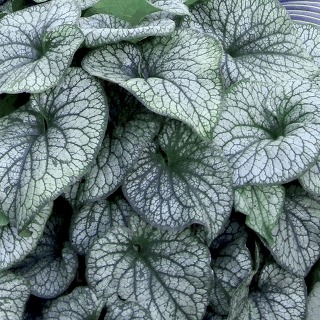Brunnera BRUNERA ALEKSANDER'S GREAT wyróżnia się wielkością liści
