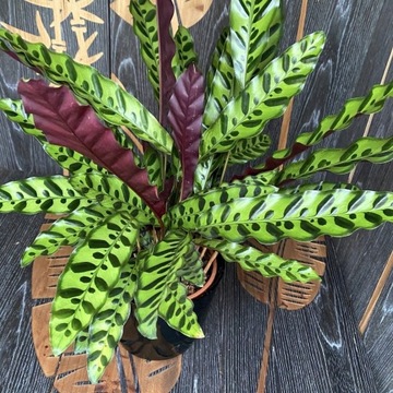 Calathea 'Lancifolia' MALOWANE CIEMNE PLAMKI