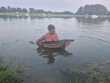 SZPROTKA/HALIBUT 0.5 kg Kulki Proteinowe RaFish 16 - 20 mm 500g zanętowe