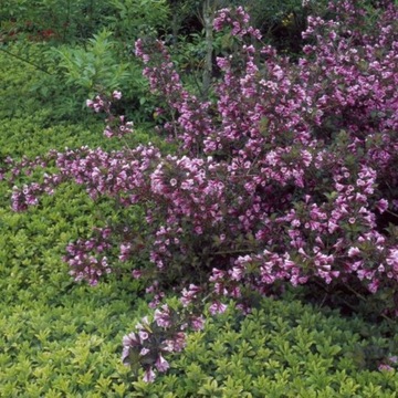 Krzewuszka cudowna Foliis Purpureis (C2)