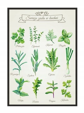 OBRAZ PLAKAT W RAMIE 53x73 cm Zioła P806