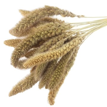 WŁOŚNICA NATURALNA suszone kłosy setaria suszki