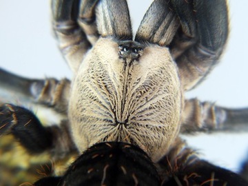 Cyriopagopus sp. Хати Хати L2/3 (SpidersForge)