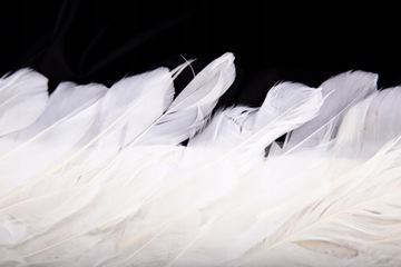 БОЛЬШИЕ КРЫЛЬЯ БЕЛОГО АНГЕЛА NITCH ANGEL 60x80CM