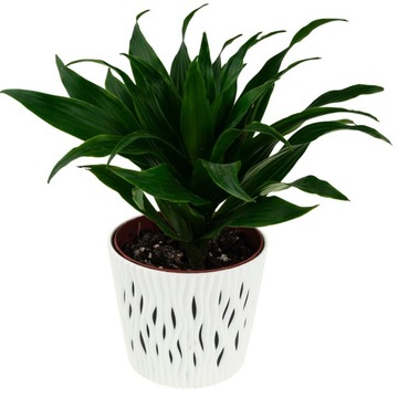 ДЕКОРАТИВНЫЙ ЦВЕТОЧНЫЙ ГОРШОК С БЕЛОЙ КРЫШКОЙ