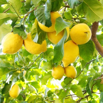 GLIMMERSTONE ЖИДКИЙ ГЕЛЬ ДЛЯ МЫТЬЯ ПОСУДА ЛИМОН - СОВРЕМЕННАЯ ФОРМУЛА - 5л