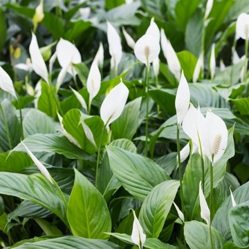 Spathiphyllum SWEET SILVIO Skrzydłokwiat