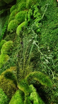 Панно из живого мха, джунгли, 3D стена из мха, нестандартный размер, выбор рамы 130 x 20 см.
