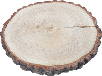 срезы дерева, срез дуба, продажа срезов, 20-25 см.
