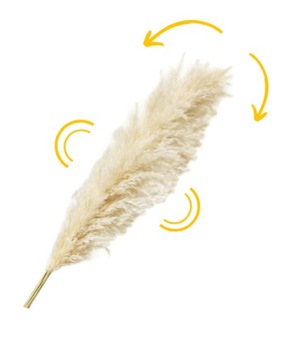 TRAWA PAMPASOWA SUSZONA DO WAZONU OZDOBNA PAMPASY