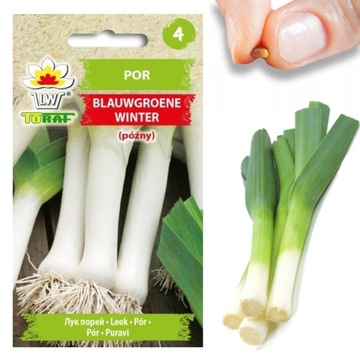 POR NASIONA PORA BLAUWGROENE WINTER TYP ALASKA-PÓŹNY ODPORNY NA MROZY 1G