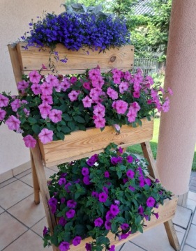 Петуния Supertunia Vista Jazzberry, 6 шт.