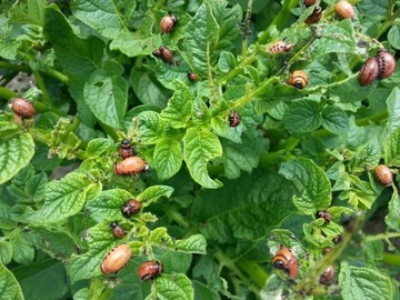 НИМАЗАЛ Т/С ПРЕПАРАТ ОТ ЗЕМЛЯНЫХ МЯСОВ, других вредителей, опрыскивание декоративных растений