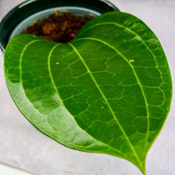 Hoya Latifolia Ukorzeniona unikalna LIŚĆ GIGANT