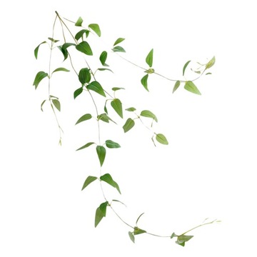 1Pc Symulowane Clematis Fałszywe Clematis