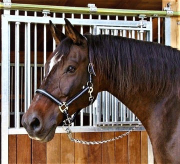 Kantar Mustang COVALLIERO czarno-srebrny roz. 2