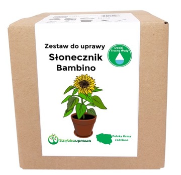 KOMPLET SŁONECZNIK BAMBINO 55 nasiona NA PREZENT