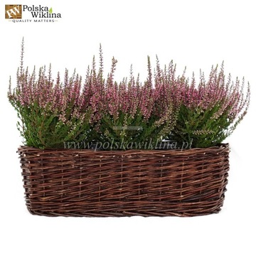 DONICZKA WIKLINOWA NA WRZOS WRZOSIEC CIEMNA 40cm