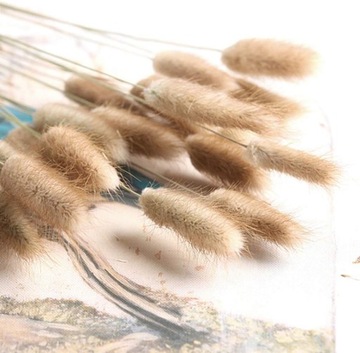 DMUSZEK JAJOWATY SUSZONY LAGURUS BEŻOWY KRÓLICZE OGONKI PUSZYSTE BUNNY TAIL