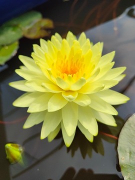 Lilia wodna NYMPHAEA PUTTARUKSA pełne żółte kwiaty do oczka wodnego