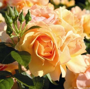 Róża wielkokwiatowa herbaciana.