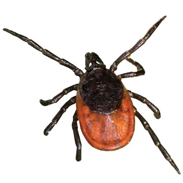 HAPPS Травяные капли от блох и клещей для мелких собак 5-10 кг, 4 х 1 мл