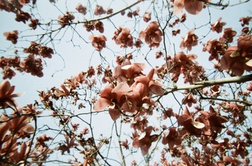 Простая камера Lomography Optimistic Ox