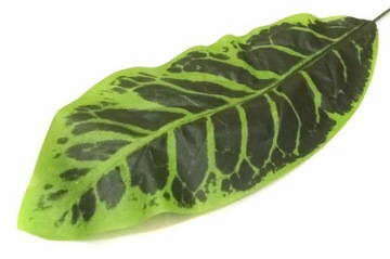 Liść Difenbachia Green/ dk.green LIŚCIE