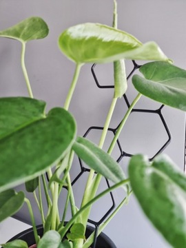 Podpórka do roślin drabinka podpora metal czarna