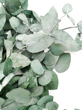 Эвкалипт cinerea РАСТЕНИЯ, ПОДГОТОВЛЕННЫЕ к картине