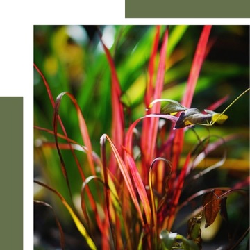 Императа цилиндрическая - КРАСНЫЙ БАРОН - Декоративная трава - Интенсивный цвет - Устойчивая