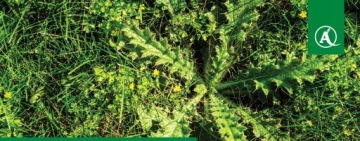 ROUNDUP FLEX GARDEN 1000 МЛ СРЕДСТВО ДЛЯ УДАЛЕНИЯ СОРНЯКОВ SUBSTRAL