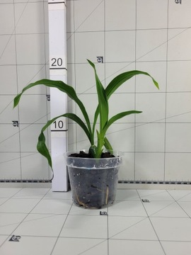 Bifrenaria harrisoniae alba x Lycaste Spring Scene