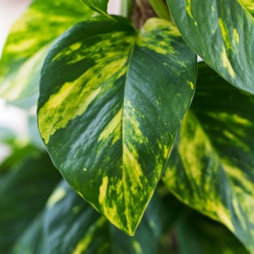 Epipremnum aureum- przebarwienia na liściach L