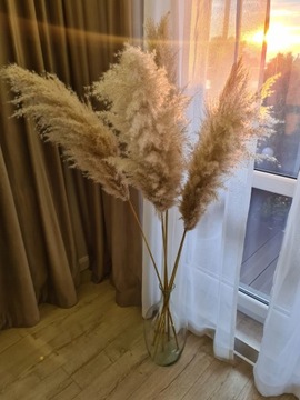 Пампасная трава, сушеная, натуральная, бежевая, пушистая