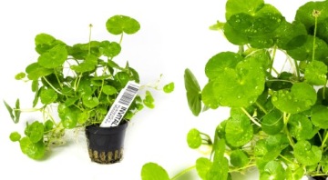Hydrocotyle leucocephala (Корзина Ø 5,5 см)