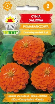 Cynia daliowa POMARAŃCZOWA nasiona 1g ZJAWISKOWE KWIATOSTANY