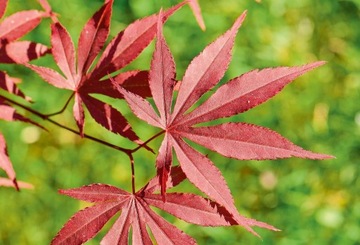 Клен красный Acer palmatum atropurpureum