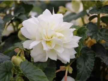 Begonia Belleconia Snow P9 białe pełne kwiaty