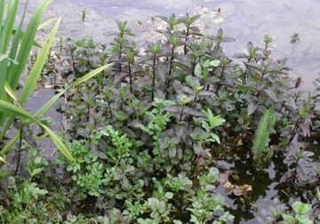 Водяная мята Mentha aquatica для пруда