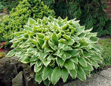 Funkia Hosta ALBOMARGINATA Byliny Do ogrodu