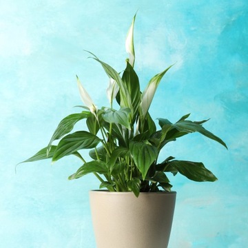 Skrzydłokwiat PEARL CUPIDO śliczny soczysta zieleń Spathiphyllum rozmiar M