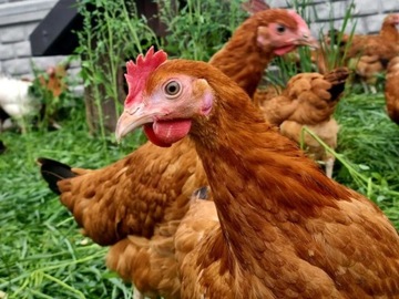 Комбикорм ДКМ-2 для подросших кур