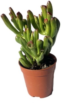 НАБОР СУККУЛЕНТОВ ЖИВОЕ ЛЕСНОЕ РАСТЕНИЕ В СТЕКЛЯННОЙ БАНКЕ 2 шт.